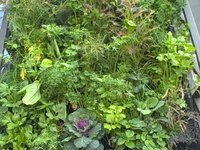 David Bealby of Inka Biospheric Systems