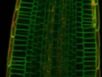 Root slice images video