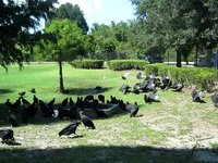 Vultures lounging around