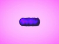 Trapcode Form