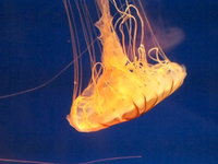 Jellyfish