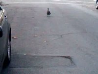 Wild Turkey in Greenpoint!