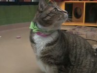 Meet Ki Ki - Lollypop Farm Pet of the Week
