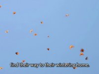 Monarch Migration