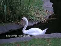 Swan Dead - Vincenzo Ravina