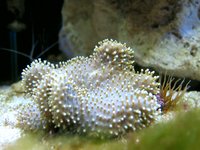 Timelapse fish tank