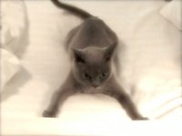 Kung Fu Kitty is Untouchable