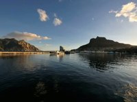 Cape Town Wildlife