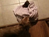 Penny meets her new sister.  She's unimpressed.