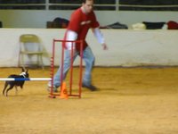 Kevin and Miley the Boston Terrier at an agility competition
