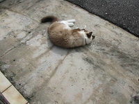 rolling around in the sun