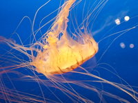 Jellyfish