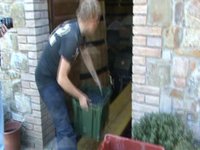 san polino harvest