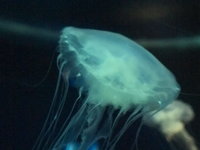 Jellyfish