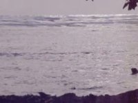 Koki and Lighthouse - The Hawaiian Monk Seal and Pup