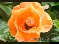 Nature's Melody (Time Lapse Photography)