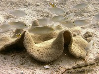 Symbiosis: Cleaner shrimp and Fish Clients