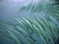 The Great Barrier Reef and Coral Sea