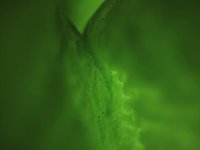 Organic Green