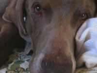 American Humane Grant Request