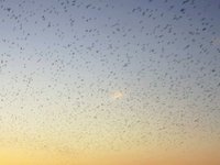 The Matrix: Featuring Millions of Black Birds