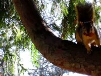 Squirrels Have Thanksgiving, Too