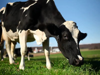 Organic Dairy