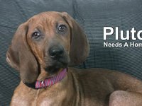 Pluto Needs a Home