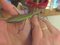 Thanksgiving with Zorak