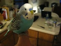 Gonzo's a Star