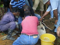 the sacrifice of the cow hari raya haji