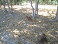 Maddie and Coco at Jack Carter Dog Park