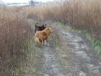 dogs 2 kodak zi8 no sound