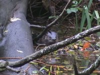 Otters, Ducks, and Trees