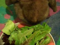 Maarten the Wonder Rabbit
