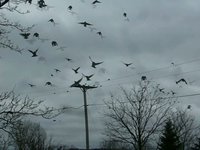 Birds in Your Backyard