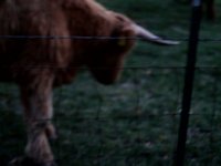 cows