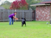 Dog+Frisbee