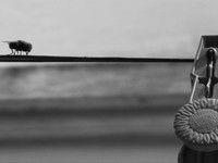 Black & White Test
