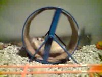 Slow Motion Roborowski