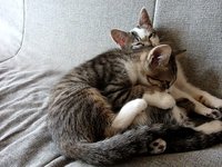 My facetious cats…