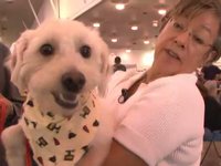 Dog Expo