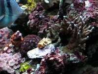 Tam's saltwater Reef