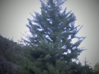 Christmas Tree Hunt 09