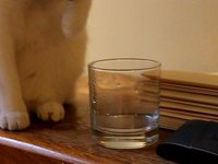 Peanut Close up Drinking Water from Glass