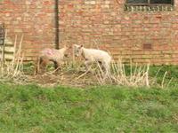 springy lambs