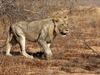 WILDLIFE AFRICA