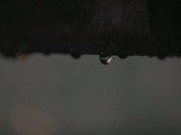 Water Drops