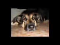 GPU Painting - genetic programming and GPGPU - evolution of my dog photograph