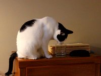 Peanut Drinking Water